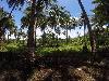 Vacant Lot Suitable for Resort for Sale in Siargao Island